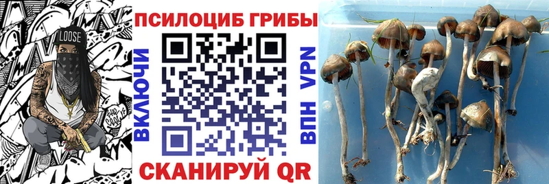 Галлюциногенные грибы Psilocybe купить наркотики сайты Пошехонье